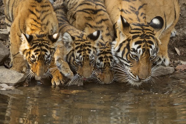 Bengal tigers