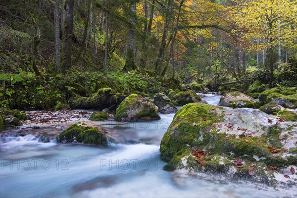 Hammersbach in autumn