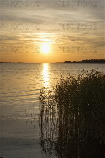 Shore with reeds