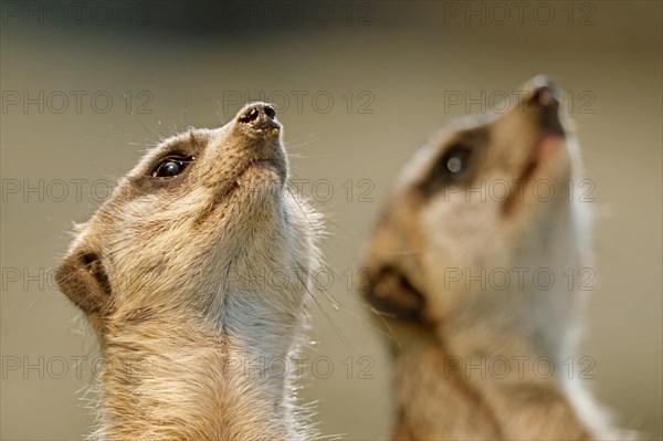 Meerkat