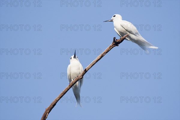 White terns