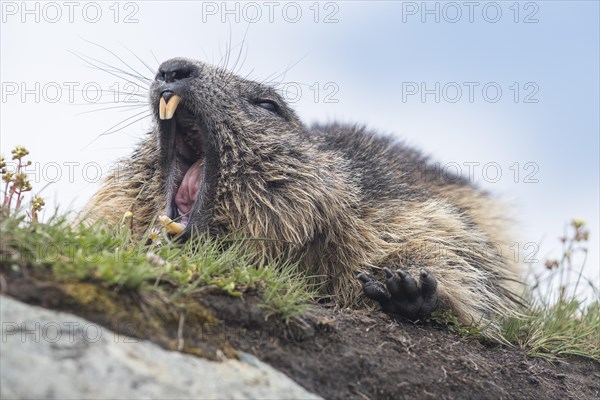 Alpine marmot