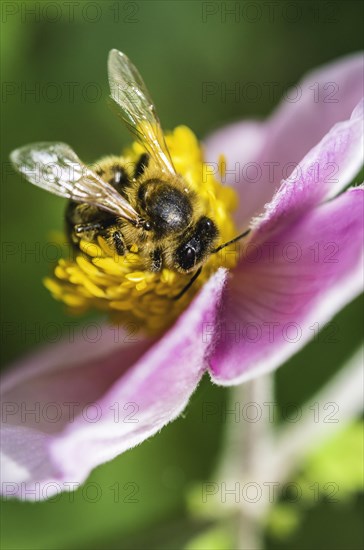 European honey bee