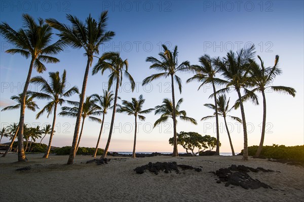 Palm grove at coast