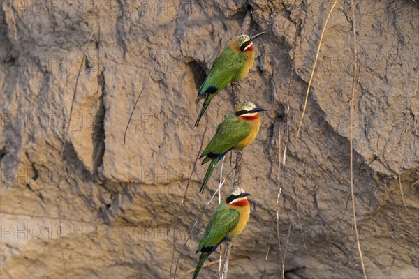 White-fronted bee-eater