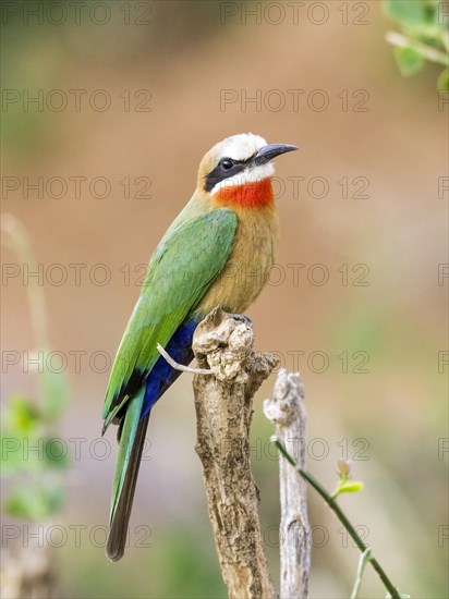 White-fronted bee-eater