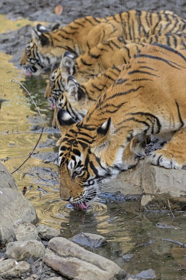 Bengal tigers