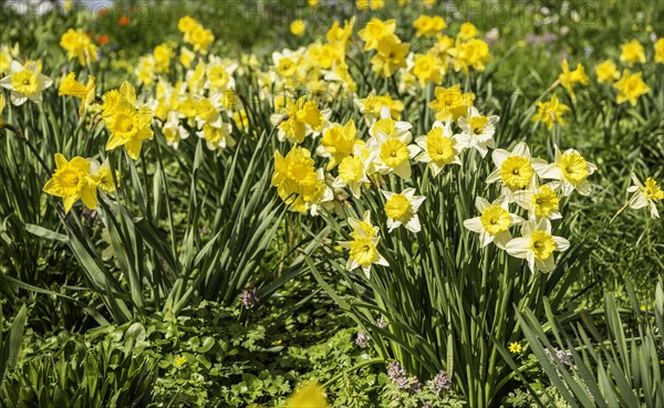 Wild daffodils