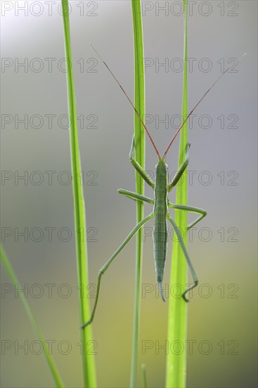 Saga pedo bush cricket