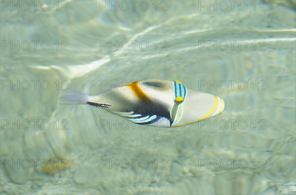 Picasso Triggerfish