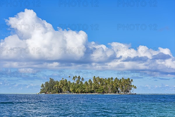 Small deserted island with palm trees