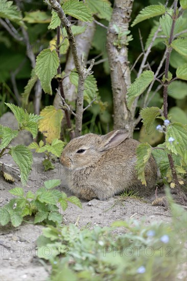 Young wild rabbits