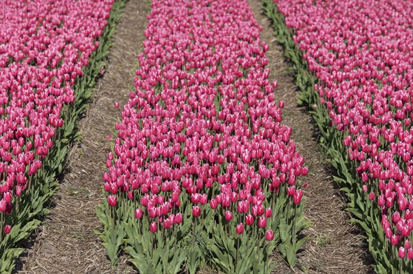 Pink tulip field in bloom near Alkmaar
