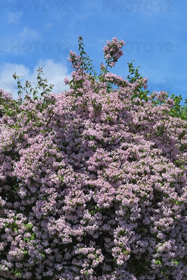 Flowering rose weigela