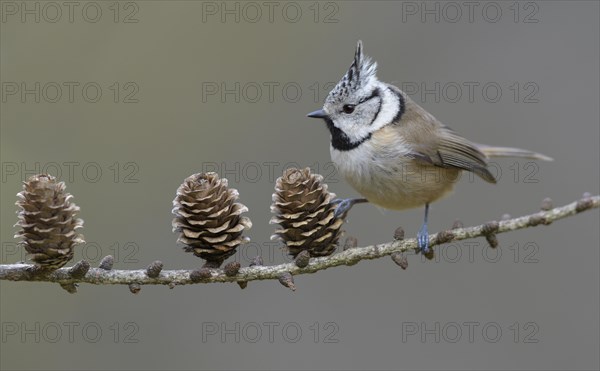 Crested tit