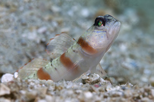 Masked shrimpgoby