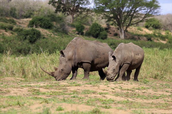 White rhinoceroses