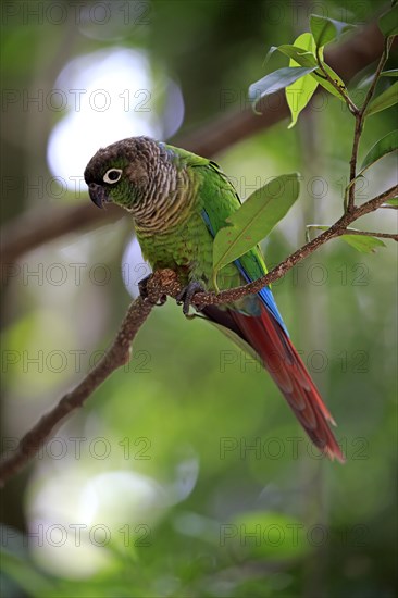 Green-cheeked parakeet