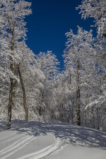 Snow covered forest