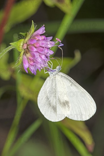 Wood white