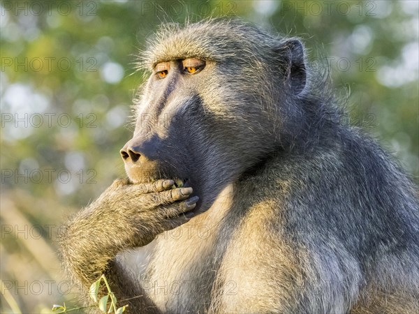 Yellow Baboon