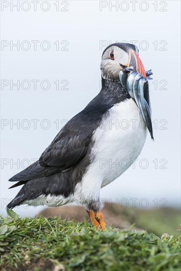 Puffin