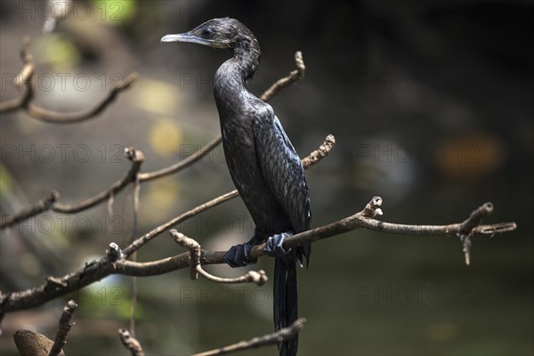 Javanese or little cormorant