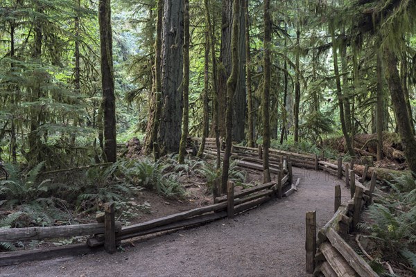 Cathedral Grove