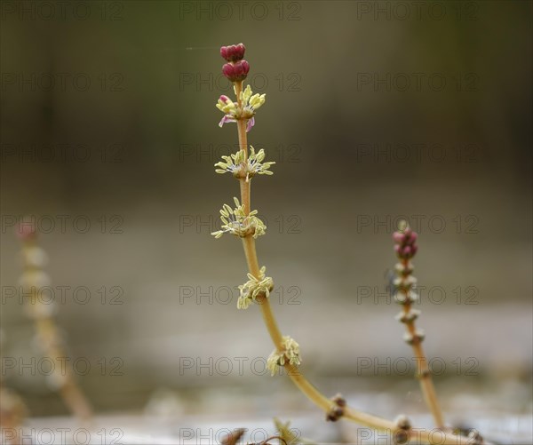 Flowers of Eurasian watermilfoil