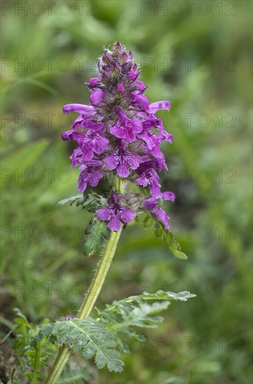 Verticillate lousewort