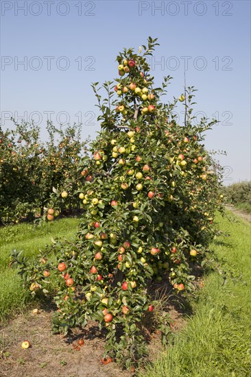 Apple trees