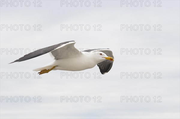 Lesser black-backed gull