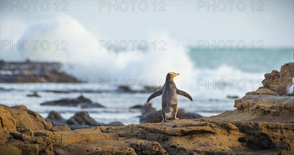 Yellow-eyed penguin