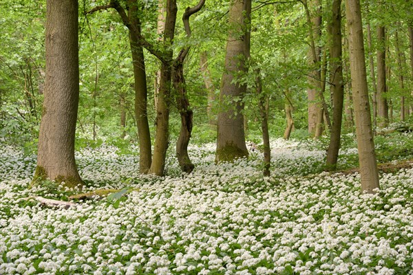 Deciduous forest with blooming ramsom