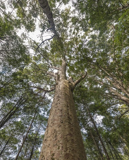 Kauri tree