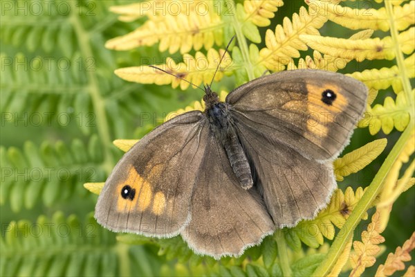 Meadow brown butterfly