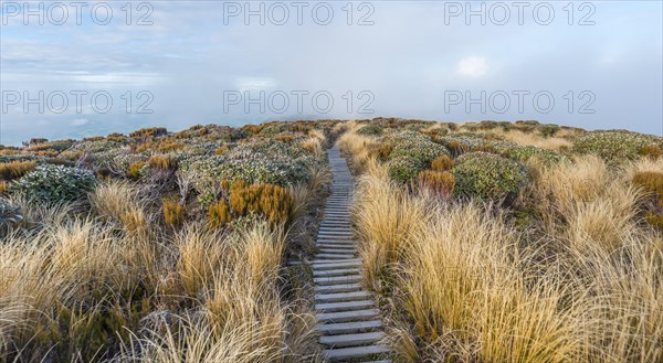 Trail through swampland