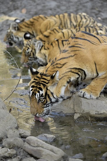 Bengal tigers