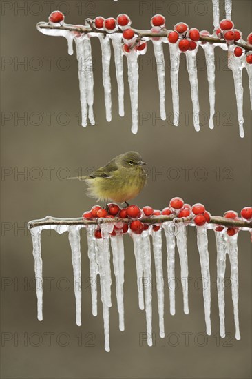 Orange-crowned Warbler