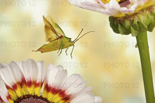 Hawthorn shield bug