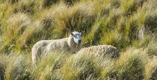 New Zealand sheep grazing in a meadow at hill Sandymount