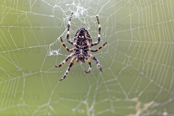 Cross spider