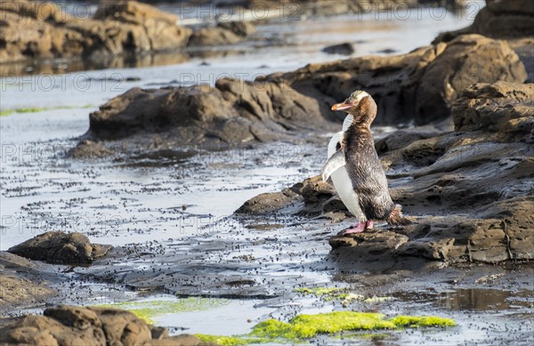 Yellow-eyed penguin