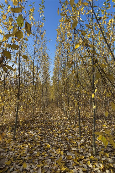 Tree nursery