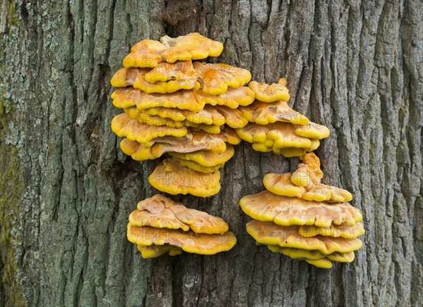 Sulphur polypore