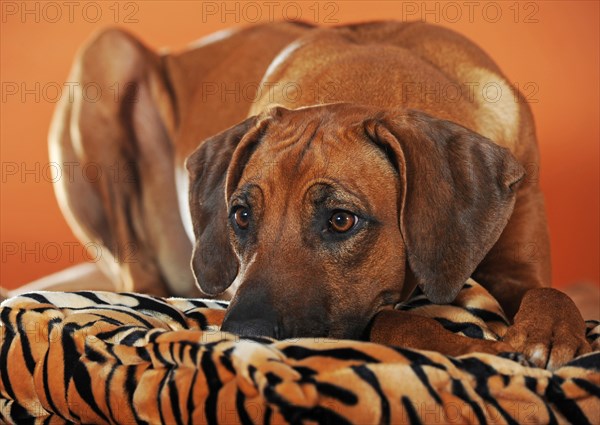 Rhodesian Ridgeback lying on cushion