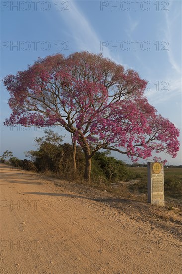 Pink Ipe tree