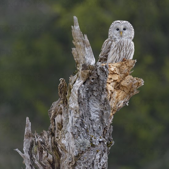 Ural Owl