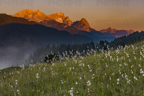 Cottongrass