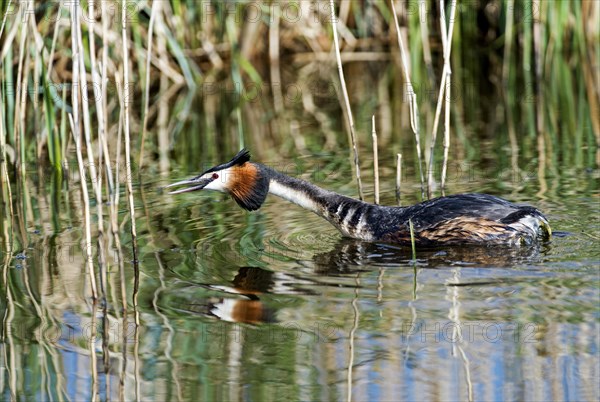 Male great crested grebe
